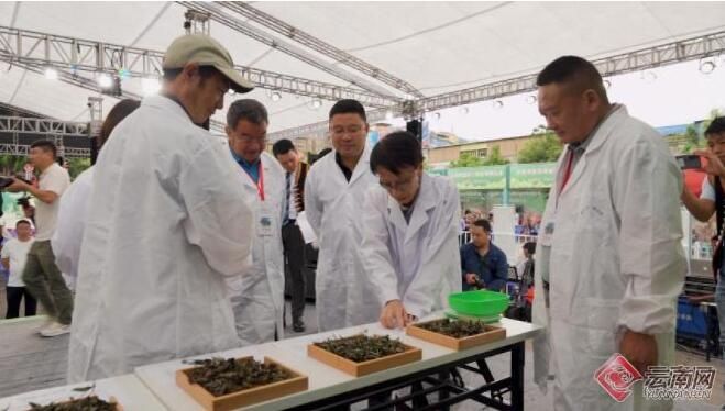 有关于云南绿春县举行斗茶大赛暨绿春茶王赛活动的相关信息(3)