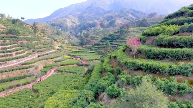 关于茶+文旅产业 潮州凤凰镇走出乡村振兴新路子的新闻