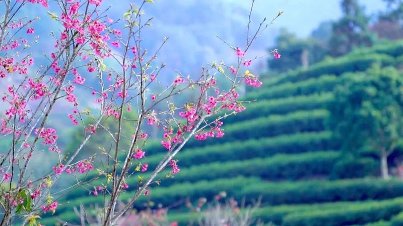 关于茶+文旅产业 潮州凤凰镇走出乡村振兴新路子的新闻(2)