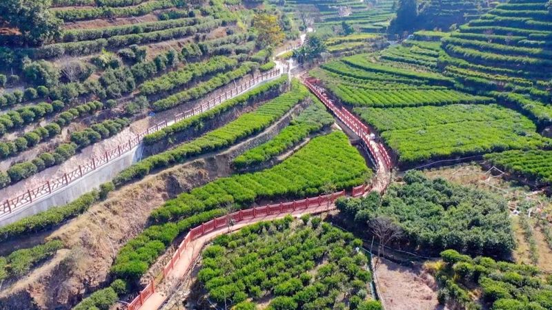 关于茶+文旅产业 潮州凤凰镇走出乡村振兴新路子的新闻(1)