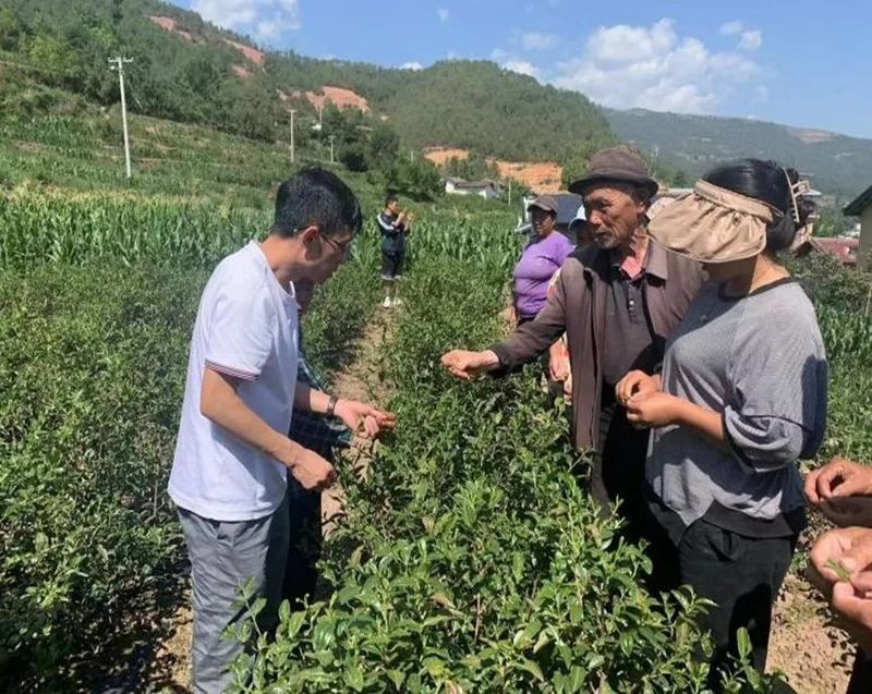 有关于以茶叶产业培训为抓手 助力喜德乡村产业振兴——喜德县开展茶叶产业技能培训的消息(2)