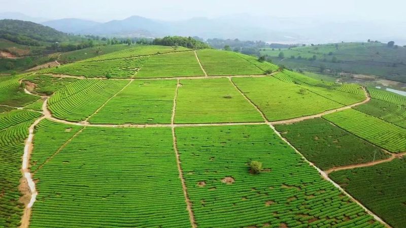 有关于景谷民乐：“沪滇帮扶”项目为景谷大白茶产业发展注入“源头活水”的相关信息(5)