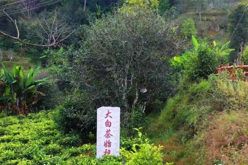 有关于景谷民乐：“沪滇帮扶”项目为景谷大白茶产业发展注入“源头活水”的相关信息(6)