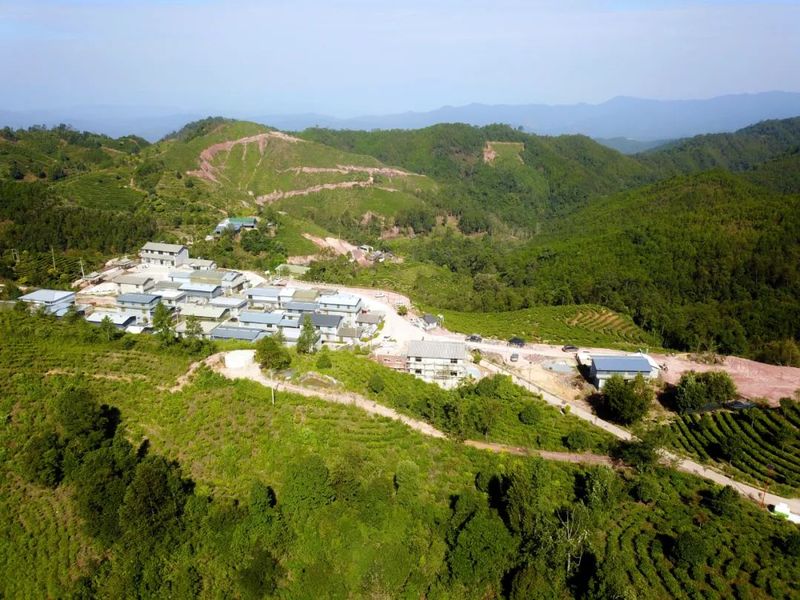 有关于景谷民乐：“沪滇帮扶”项目为景谷大白茶产业发展注入“源头活水”的相关信息(1)