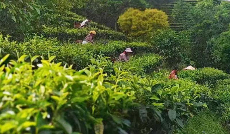 有关于景谷民乐：“沪滇帮扶”项目为景谷大白茶产业发展注入“源头活水”的相关信息(7)