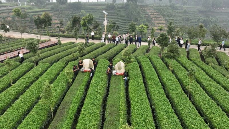 关于第四届国际（乐山）绿茶大会  以茶为媒 国际国内嘉宾齐聚夹江的新闻(2)