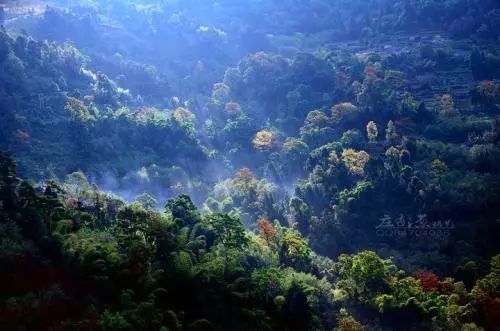 有关于滇西有个“离婚茶”，你知道吗？的相关内容(3)