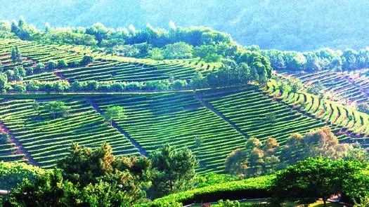 有关于滇西有个“离婚茶”，你知道吗？的相关内容(9)