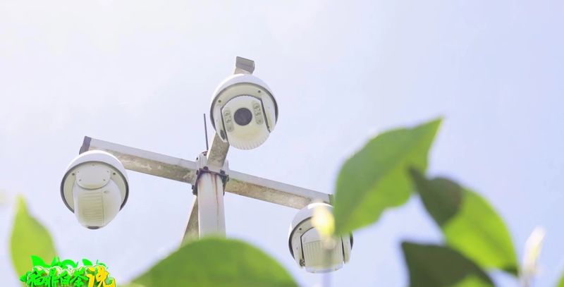 关于《福鼎白茶说》——智慧茶园的相关信息(2)