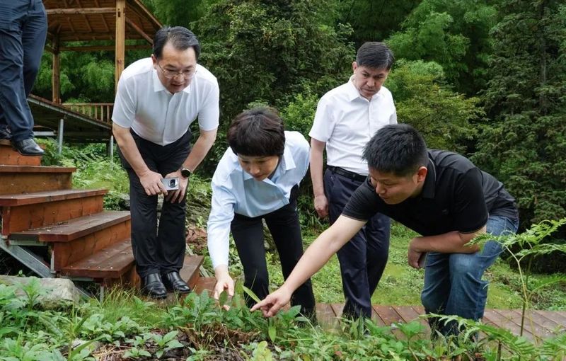 关于卢小青在婺源县调研茶产业发展工作的相关内容(1)