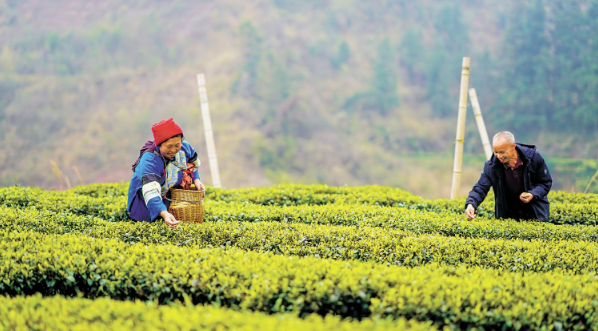有关于贵州榕江发展茶经济的最新消息