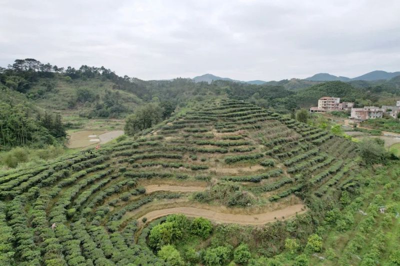有关于港南区木梓镇:春茶飘香采摘忙的资讯