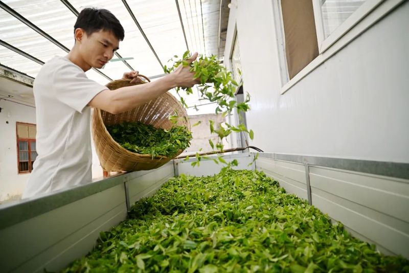 有关于港南区木梓镇:春茶飘香采摘忙的资讯(5)