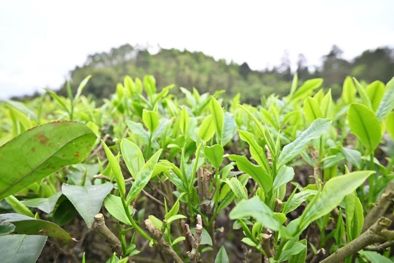 有关于港南区木梓镇：春茶飘香采摘忙的资讯(3)