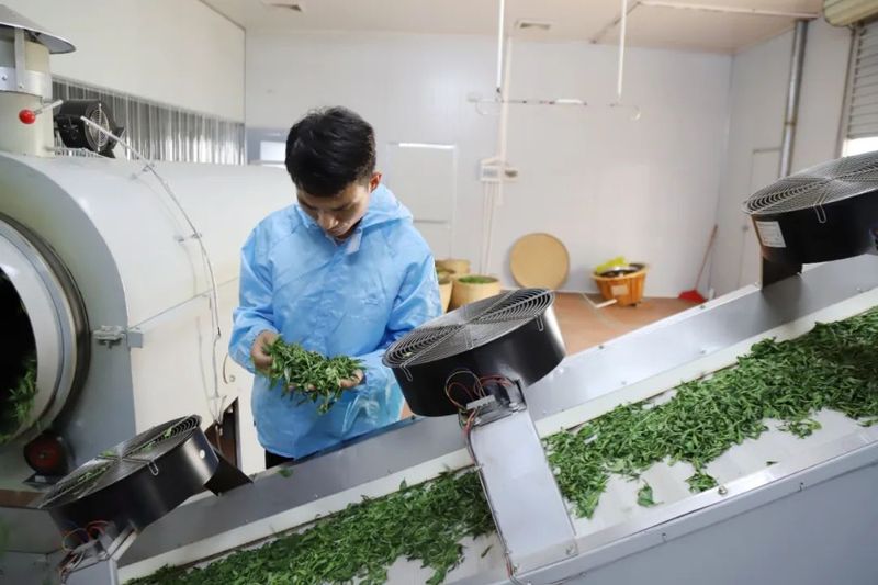 有关于港南区木梓镇：春茶飘香采摘忙的资讯(7)