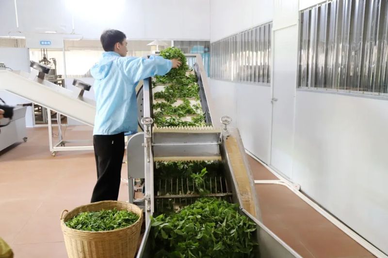 有关于港南区木梓镇:春茶飘香采摘忙的资讯(6)