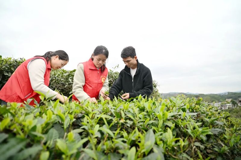 有关于港南区木梓镇：春茶飘香采摘忙的资讯(1)