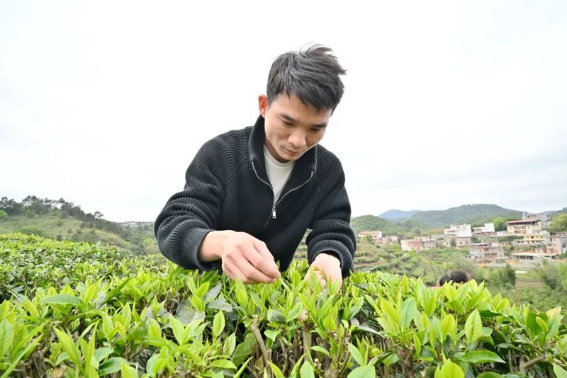 有关于港南区木梓镇：春茶飘香采摘忙的资讯(2)