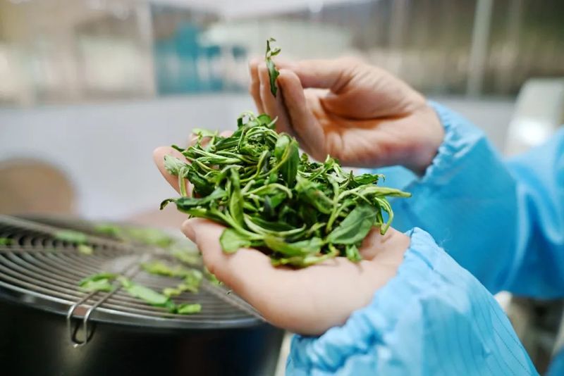 有关于港南区木梓镇：春茶飘香采摘忙的资讯(8)