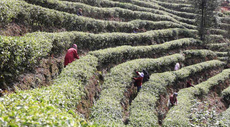 有关于清泉镇：春茶飘香采摘忙的内容(3)