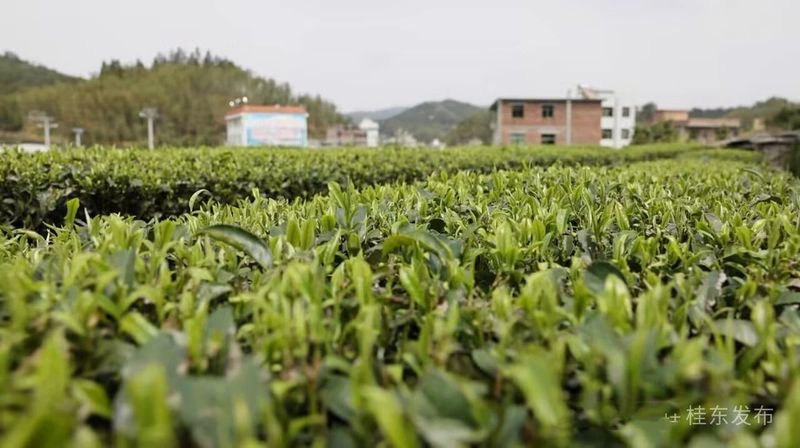 有关于清泉镇：春茶飘香采摘忙的内容