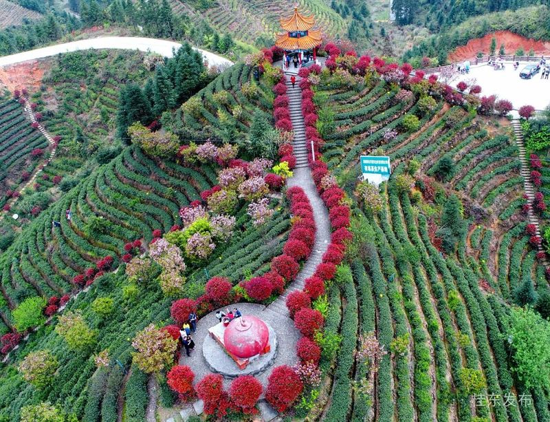 有关于清泉镇：春茶飘香采摘忙的内容(1)