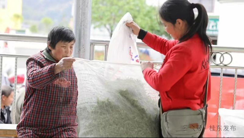 有关于清泉镇：春茶飘香采摘忙的内容(10)