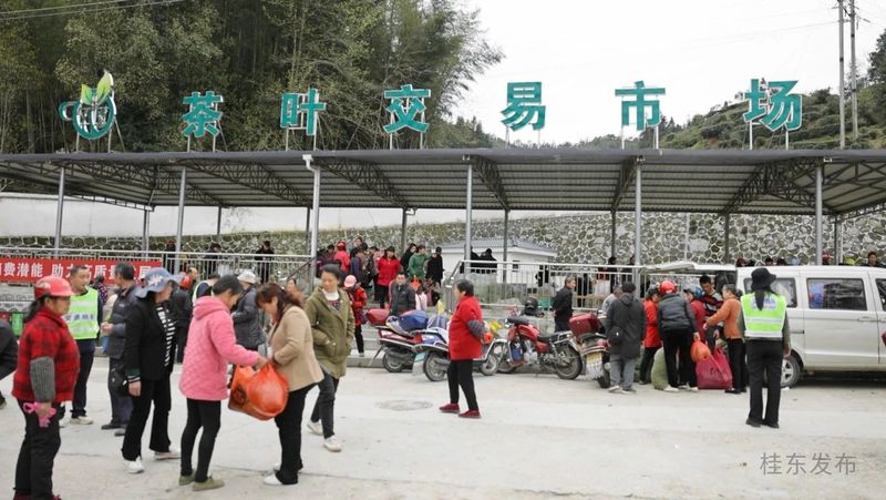 有关于清泉镇：春茶飘香采摘忙的内容(9)