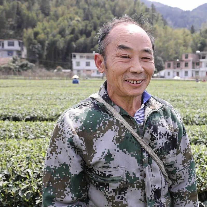 有关于清泉镇：春茶飘香采摘忙的内容(5)