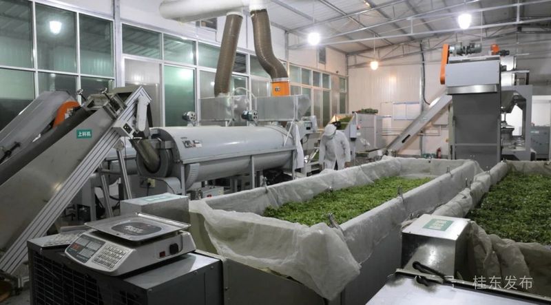 有关于清泉镇：春茶飘香采摘忙的内容(6)