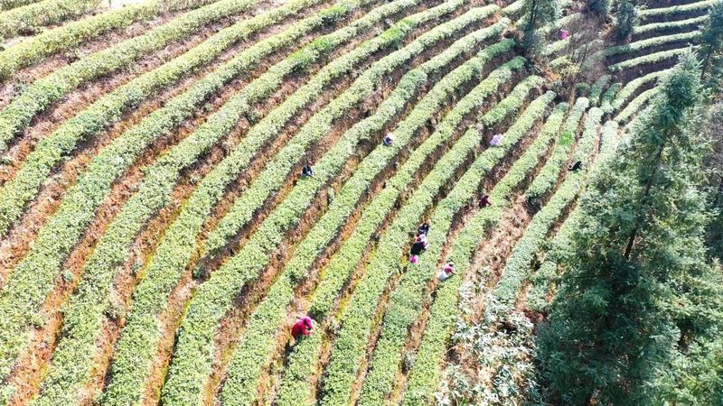 有关于清泉镇：春茶飘香采摘忙的内容(4)