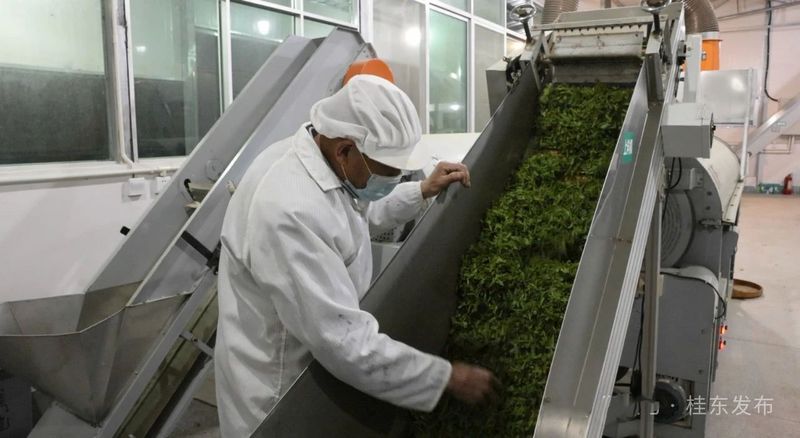 有关于清泉镇：春茶飘香采摘忙的内容(7)