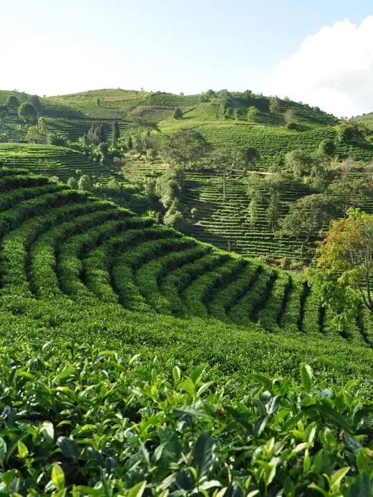 有关于春茶季 勐海普洱茶历史文化概述（一）的相关内容