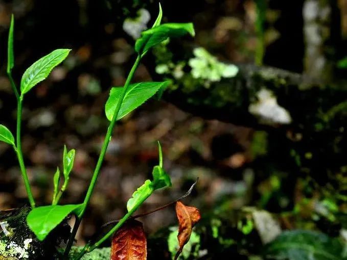 有关于春茶季 勐海普洱茶历史文化概述（一）的相关内容(1)