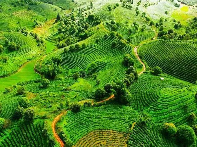 有关于春茶季 勐海普洱茶历史文化概述（一）的相关内容(2)