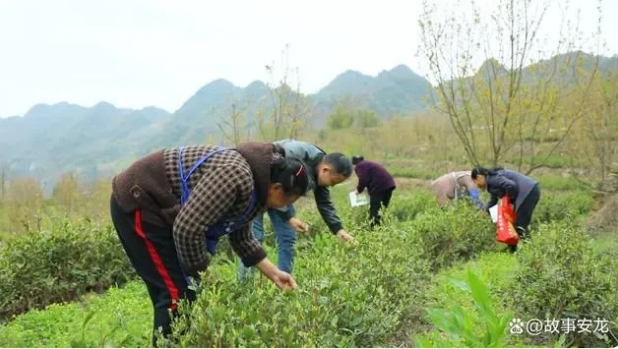 有关于春潭街道：春茶采摘忙 群众喜增收的新闻(2)