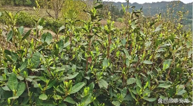 有关于春潭街道：春茶采摘忙 群众喜增收的新闻(1)