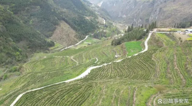 有关于春潭街道：春茶采摘忙 群众喜增收的新闻