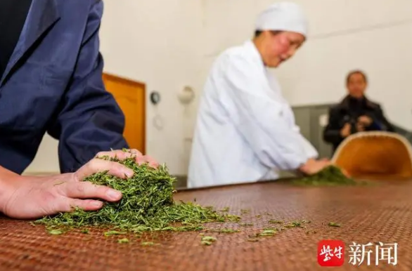 有关于南京钟山雨花茶正式开采的相关信息(3)