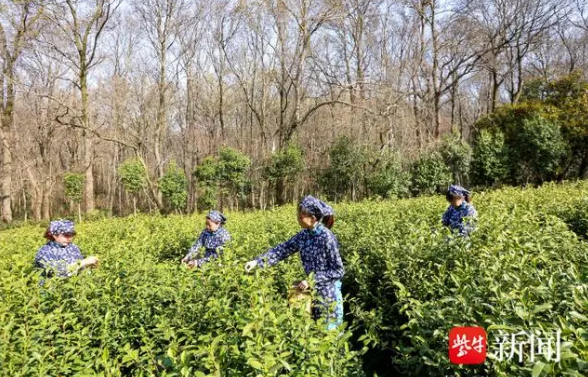 有关于南京钟山雨花茶正式开采的相关信息
