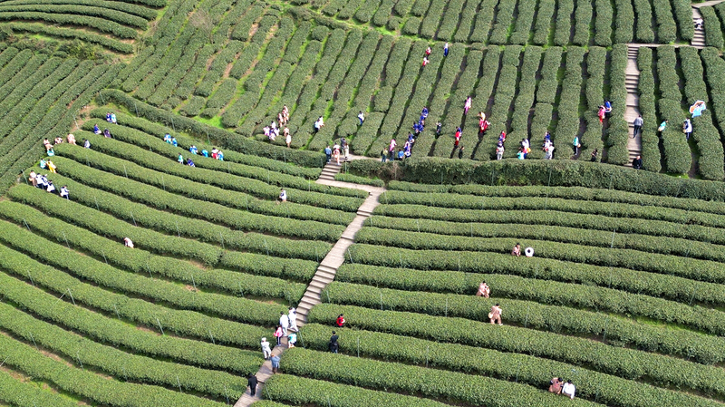 关于2024年遵义市“春赏花采茶”主题游启动仪式暨湄潭县春茶开采活动举行的消息(5)