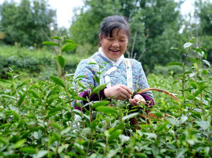 关于平坝:春茶吐翠采摘忙的相关信息(1)