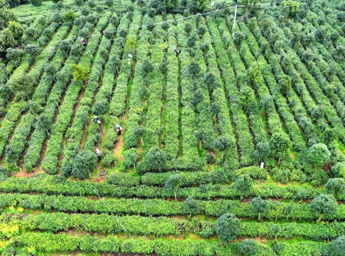 关于平坝:春茶吐翠采摘忙的相关信息