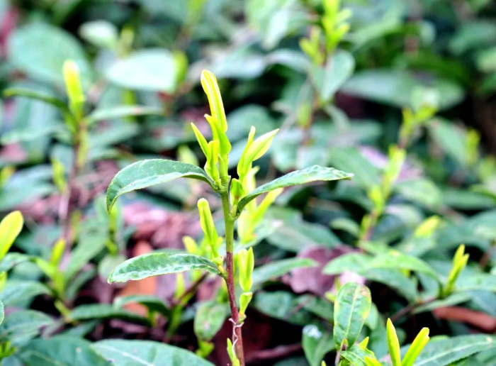 关于平坝:春茶吐翠采摘忙的相关信息(3)