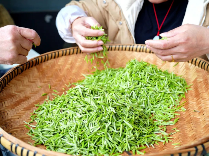 关于平坝:春茶吐翠采摘忙的相关信息(2)