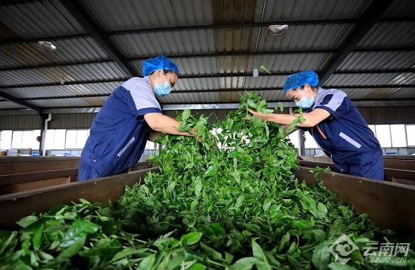 有关于凤庆县春茶“开鲜” 产销两旺的新闻(2)