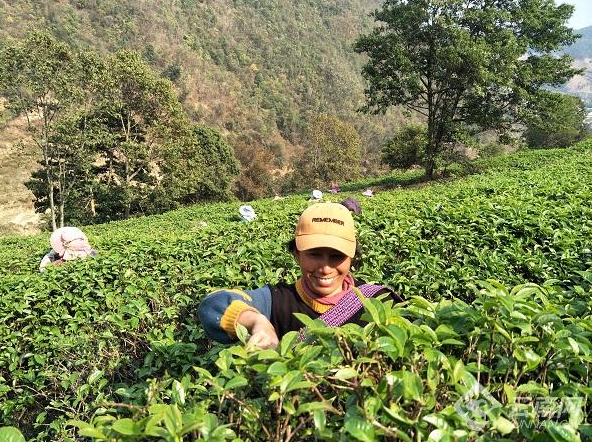 有关于凤庆县春茶“开鲜” 产销两旺的新闻