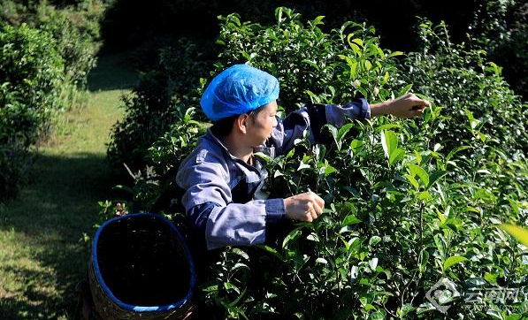 有关于凤庆县春茶“开鲜” 产销两旺的新闻(1)