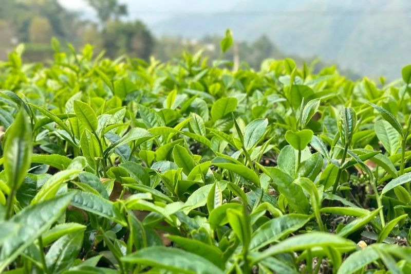 有关于江城：春茶“俏”茶农“笑” 万亩春茶抢“鲜”开采的相关内容(4)