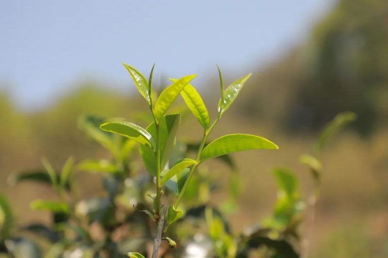 有关于江城：春茶“俏”茶农“笑” 万亩春茶抢“鲜”开采的相关内容(1)